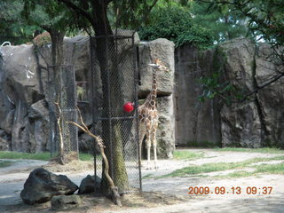 Philadelphia Zoo - giraffe