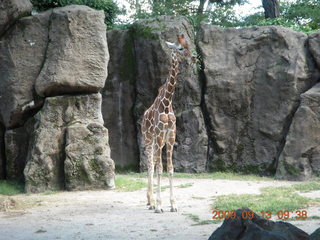 Philadelphia Zoo - snow leopard