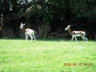 Philadelphia Zoo - bobcat