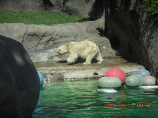 Philadelphia Zoo - polar bear
