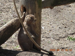 Philadelphia Zoo - prairie dog