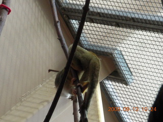 Philadelphia Zoo - monkey