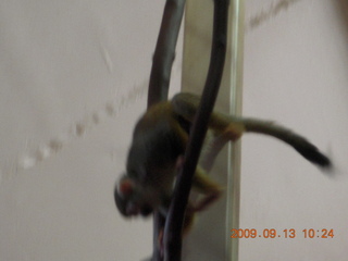 Philadelphia Zoo - monkey