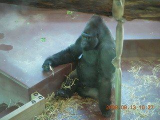 Philadelphia Zoo - ape