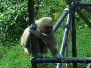 Philadelphia Zoo - ape