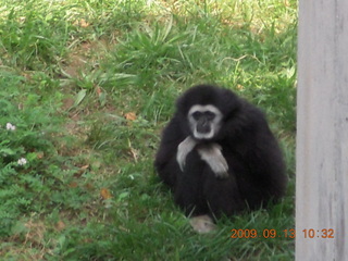 Philadelphia Zoo - monkey