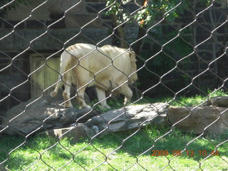 Philadelphia Zoo - lioness