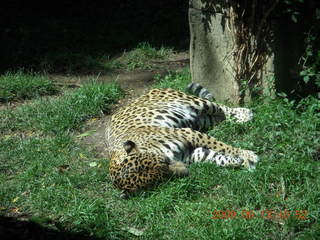 Philadelphia Zoo - tiger