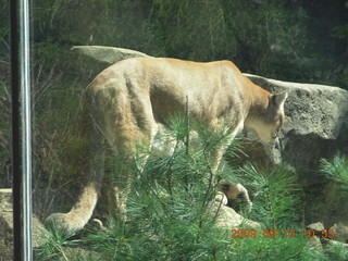 Philadelphia Zoo - lioness
