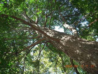 Philadelphia Zoo - tree