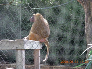 Philadelphia Zoo - monkey