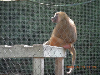 Philadelphia Zoo - monkey