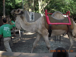 Philadelphia Zoo - camel