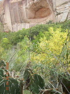 Escalante - Calf Creek trail