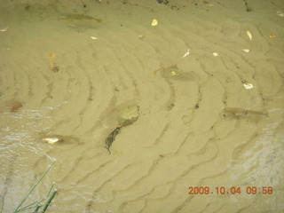 Escalante - Calf Creek trail - fish