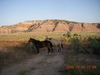 drive from Kodachrome - horses