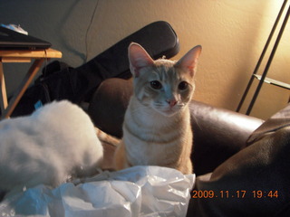 Verde Canyon Railroad - cats at Perkinsville station