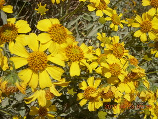 Pinnacle Peak hike - flowers