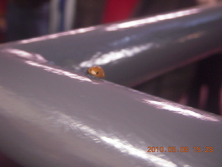 Vatican telescope at Mt. Graham - ladybug