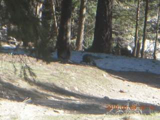 Vatican telescope at Mt. Graham - ladybug