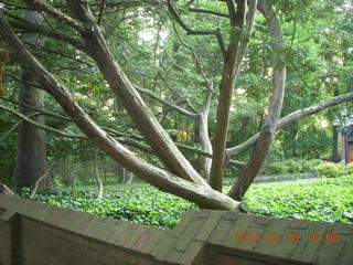 Princeton Reunions - walk along Stockton Street