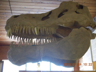 Grand Canyon Caverns (L37) trip - dinosaur skull