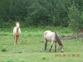 Afton run - horses
