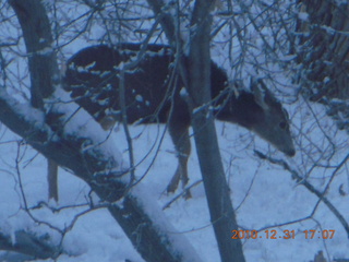 106 7ex. Zion National Park trip - deer
