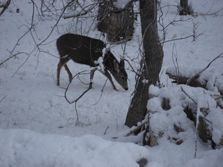 162 7ex. Zion National Park trip - Sheri's pictures - deer