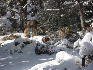 129 7f1. Zion National Park trip - Sheri's pictures