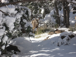 130 7f1. Zion National Park trip - Sheri's pictures