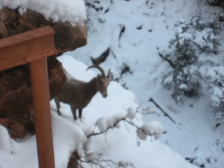 238 7f1. Zion National Park trip - Sheri's pictures