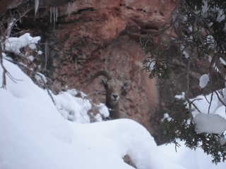 242 7f1. Zion National Park trip - Sheri's pictures