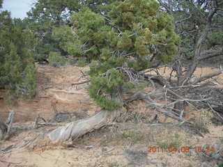 184 7j6. Canyonlands Mesa Arch trail - flora