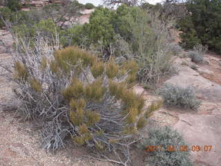 Anticline Overlook - flora