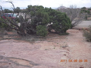 Anticline Overlook - flora