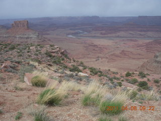 Anticline Overlook - flora
