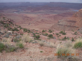 Anticline Overlook - flora