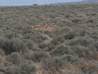 dirt road drive from Anticline Overlook - deer