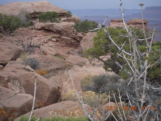 dirt road drive from Anticline Overlook - deer