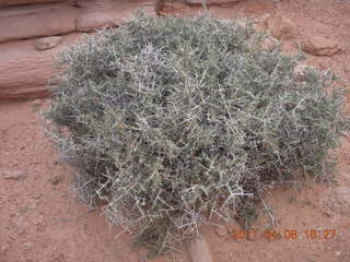 Needles Overlook flora