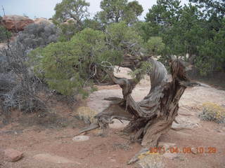 Needles Overlook flora