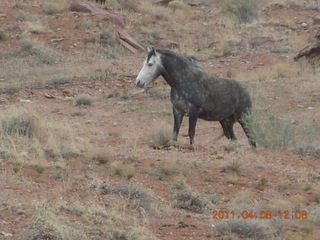 154 7j8. drive to Canyonlands Needles - horse