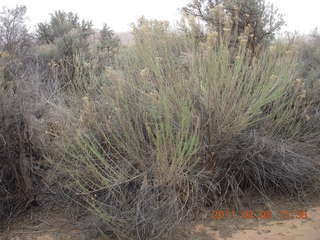 192 7j8. Canyonlands Needles - Cave Spring hike - flora