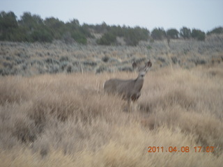 315 7j8. drive from Needles back to Moab - mule deer
