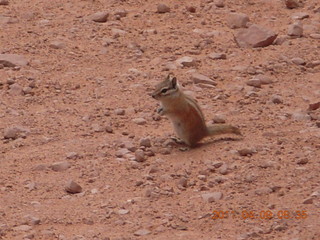 75 7j9. Arches Devil's Garden hike - chipmunk of some sort