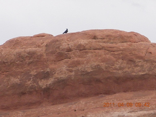 111 7j9. Arches Devil's Garden hike - raven