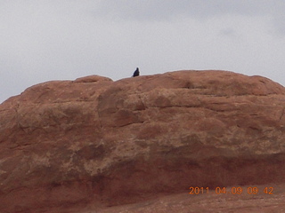 112 7j9. Arches Devil's Garden hike - raven