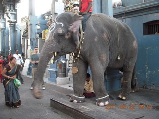 India - afternoon group in Puducherry (Pondicherry)  - elephant