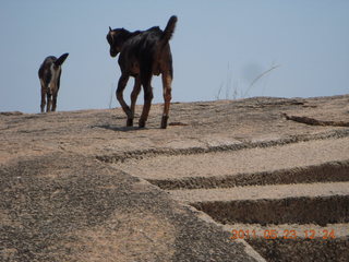 India - Mamallapuram - balanced rock
